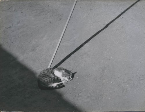 Dulce Carneiro, Composição com gato / Composition with cat, década de 1960 / 1960s