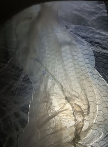 ‘Instar Dreaming (in slow wave)’, WeiXin Quek Chong, image courtesy of the artist