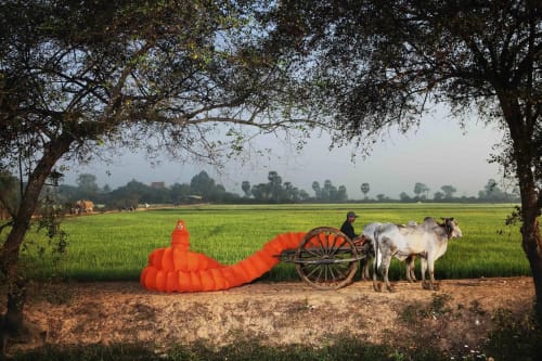 Ox Cart Grazing, The Buddhist Bug, 2014, Anida Yoeu Ali. Courtesy of Studio Revolt