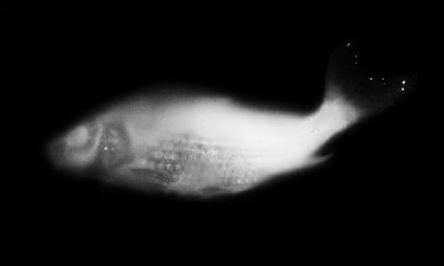 Park Chan-kyong at Museum of Modern and Contemporary Art, Seoul