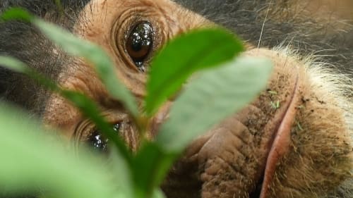 Glamour a Gombe © the Jane Goodall Institute / Par Bill Wallauer