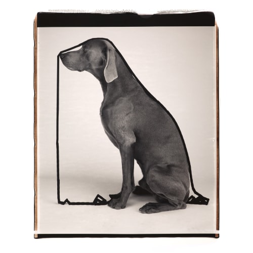 William Wegman, 20 x 24 in 2024