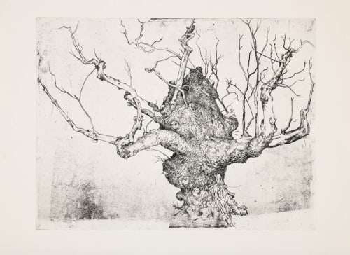 Beauly Elm - Eastside - Beauly Priory (2022)