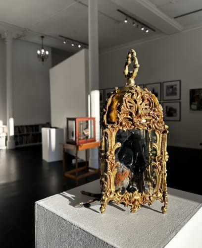 Angela Singer | Soft Star, {Suite} Wellington