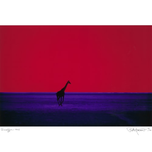 Pete Turner, Giraffe, 1964
