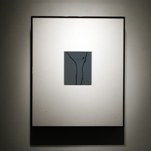 Randy West, Bird Rabbit Snake