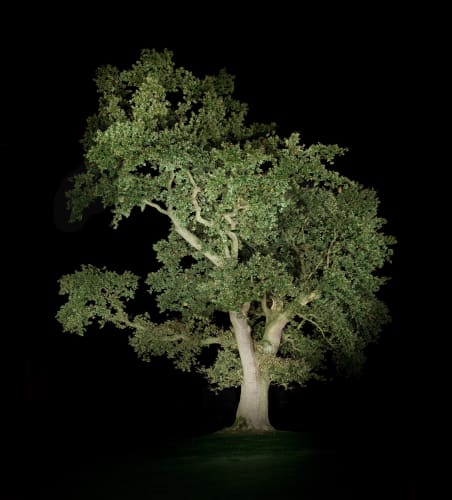 (detail) Ralf Peters, Night Colours - Baum 5, Edition of 5, 2012, C-print on diasec, 110 x 110 cm. © Ralf Peters