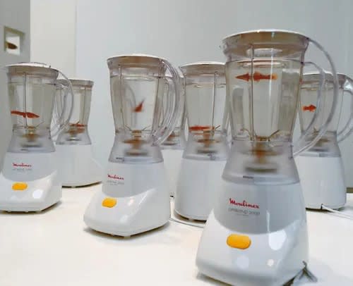 Ethics in Art: Analyzing “Helena” by Marco Evaristti