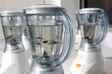 Goldfish in a Blender? Marco Evaristti Calls It Art