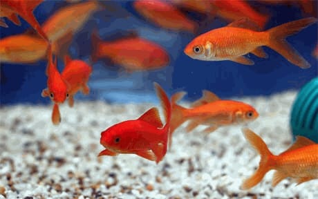 Murderer to be turned into fish food