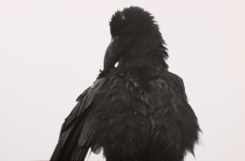 Masahisa Fukase