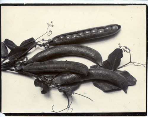 The Plant Kingdom of Charles Jones