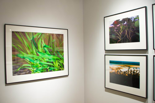 Bruce Checefsky: Gardens