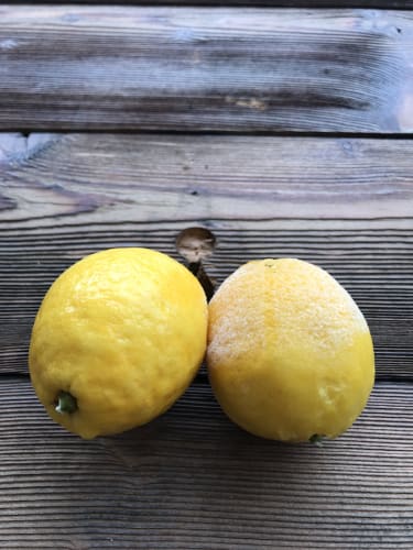 Laesae Majestatis, Egle Jauncems