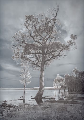 David Stephenson, Survivors