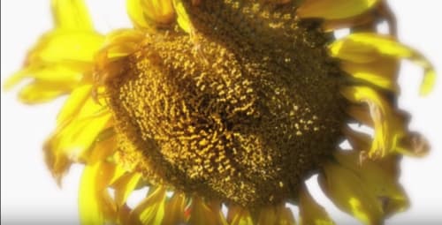 The Hedge, 2007, Video on the making of The Hedge.