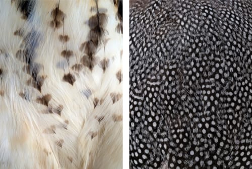 Left: Thaddeus Holownia, Red Tailed Hawk, from the series of a feather, 2022, archival pigment print (detail) Right: Thaddeus Holownia, Guinea Fowl, from the series of a feather, 2022, archival pigment print (detail)