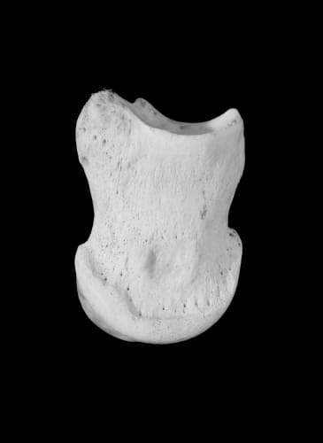 Thaddeus Holownia, Anatomy Lesson-Moose detail, 2006