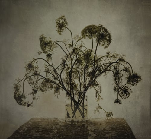 Kate Breakey Queen Anne's Lace, n.d. archival pigment print, hand colored with pencil and pastel 24" x 26" signed