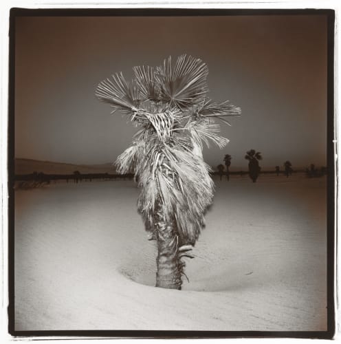 Richard Misrach, Palm #3, from the Palm Suite, 1975