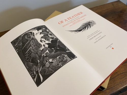 Colin See-Paynton, 'Of a Feather'