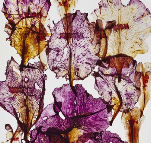 ANNE ET PATRICK POIRIER - HERBARIUM MEMORIAE - LE DOMAINE DE CHAUMONT-SUR-LOIRE, FRANCE