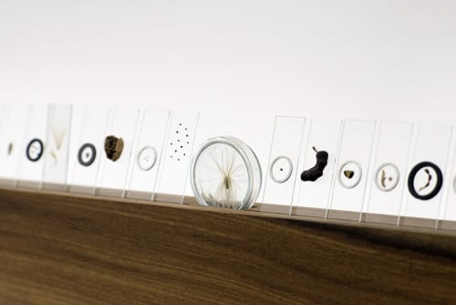 Ella Littwitz, Uproot, 2015, 143 species of seeds, laboratory tools and wood, 21 x 430 x 5 cm - 8 1/4 x 169 1/4 x 2 in