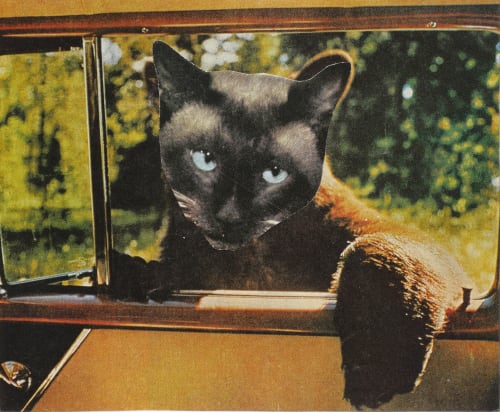 Black bear with black cat head peering into passenger seat of car.