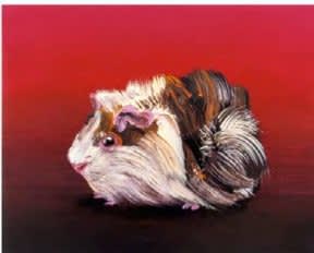 guinea pig on red background