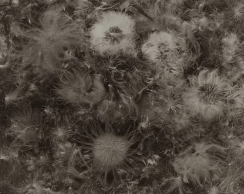 George Eastman Museum acquires Ryuji Taira's 'Flowers & Seeds'