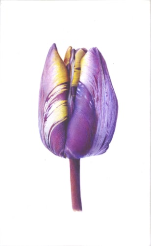 Tulipa ‘The Lizard’, watercolour on Kelmscott vellum, 7 x 4.25ins (17.8 x 10.8cm), by Fiona Strickland