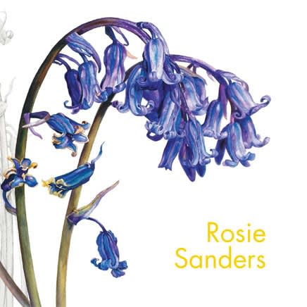 Rosie Sanders : Dandelions and other Flowers, Paintings of Wild Flowers