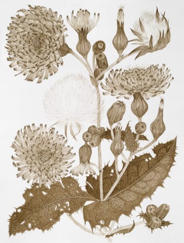 Walking Not Talking - Nature as Muse, Margot Glass, Richard Klein, and Francis Sills