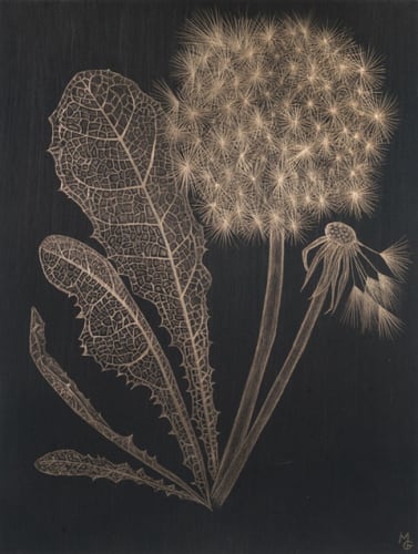Dandelion with Full Leaf, 2019