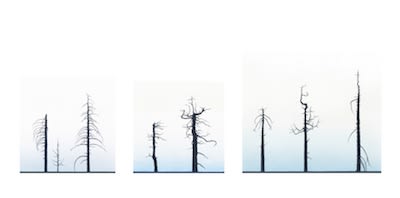 Greg Rose, Eight Burnt Trees, Crystal Lake - 2012