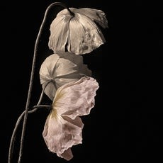 Launch Gallery & Art Share L.A. Presents: Garden, Featuring art by 13 artists from Los Angeles