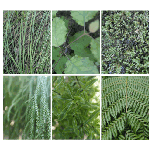 Art of Foraging with Summer Cocktails, Velskov Forest, Waitakere, Auckland