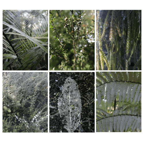 Art of Foraging with Autumn Cocktails, Velskov Forest, Waitakere, Auckland