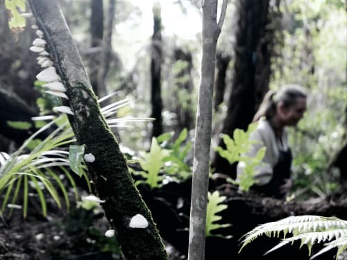 Art of Foraging with Spring Cocktails | Season Premiere!, Velskov Forest, Waitakere