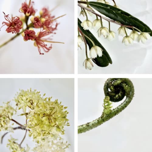 Art of Foraging with Spring Cocktails, Velskov Forest, Waitakere, Auckland