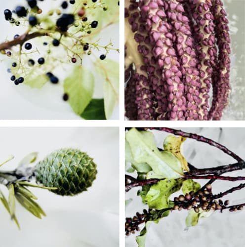 Art of Foraging Walks - July Winter, Titirangi Auckland, July 2021
