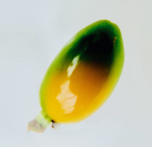 Art of Foraging, Aotearoa