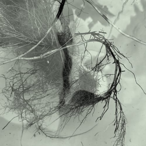 Tree Roots. Image by Mamakan