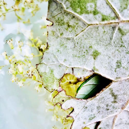 Rangiora (Brachyglottis repanda) by Mamakan