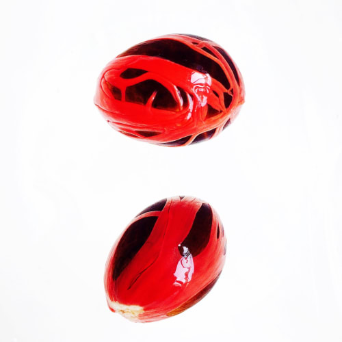 Nutmeg (Myristica Fragrans) by Mamakan
