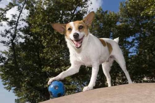 Photograph of Debra Marcoux's dog Lulu. She was the Gallery Mascot for Kathryn Markel Fine Arts.