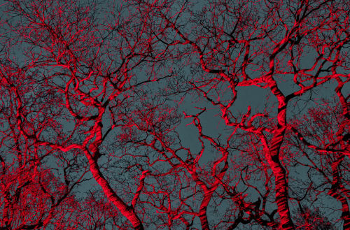 George McLeod, Tree red and blue, branches, pattern, looking into sky and seeing trees, mmx gallery, photo London, fine art print