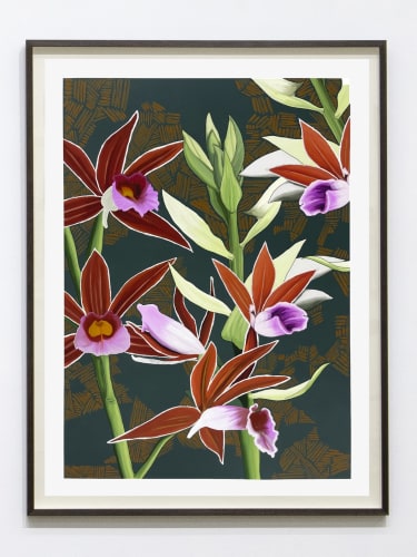 Phaius Australis – Swamp Orchid, 2022