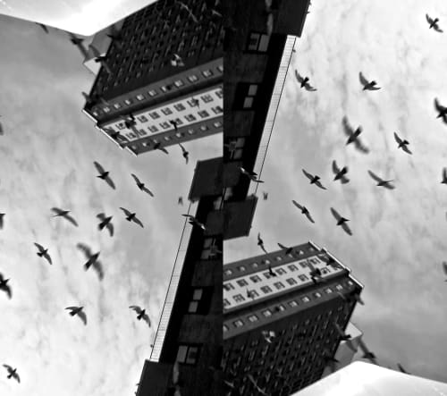 birds in New York signed, dated and certified Archival inkjet print frame: 46 x 53 in / (116.8 x 134.6 cm) Edition of 10 + 2 AP (0107)
