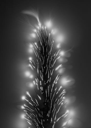 Marie-Jeanne Musiol, "Nébuleuses végétales no 1 (Sétaire)", 2018. Saisie électromagnétique sur film argentique, tirage numérique archives / Electromagnetic capture on silver gelatin negative, archival pigment print